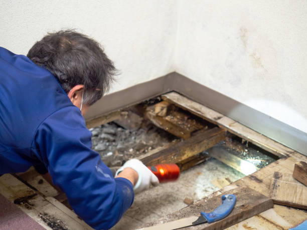 Best Commercial Mold Removal  in Sherman, TX