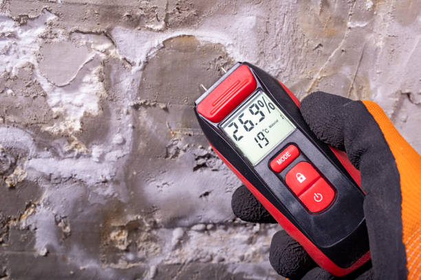 Best Mold Damage Repair  in Sherman, TX