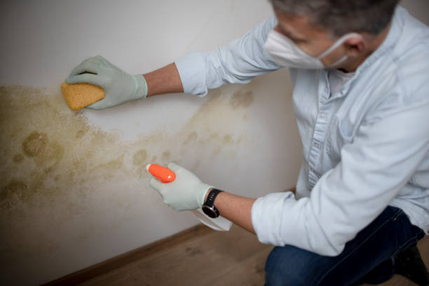 Best Same-Day Mold Removal  in Sherman, TX