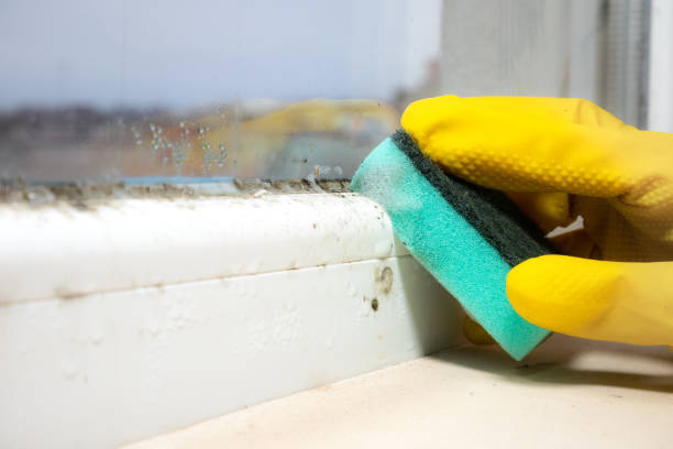 Best Professional Mold Removal  in Sherman, TX