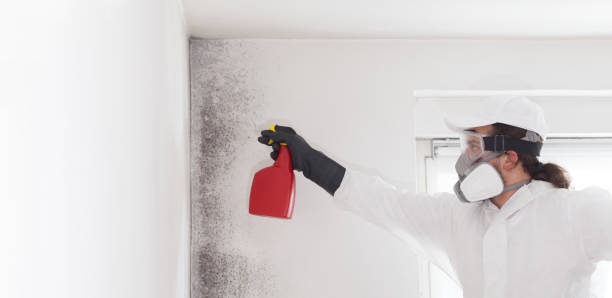 Best Emergency Mold Removal  in Sherman, TX