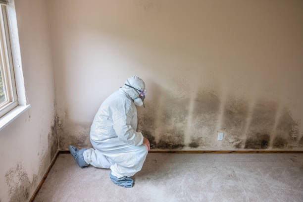 Best Mold Remediation  in Sherman, TX