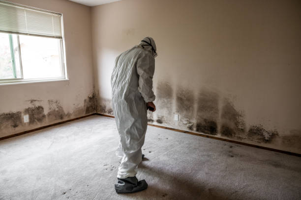 Best Mold Removal Process  in Sherman, TX
