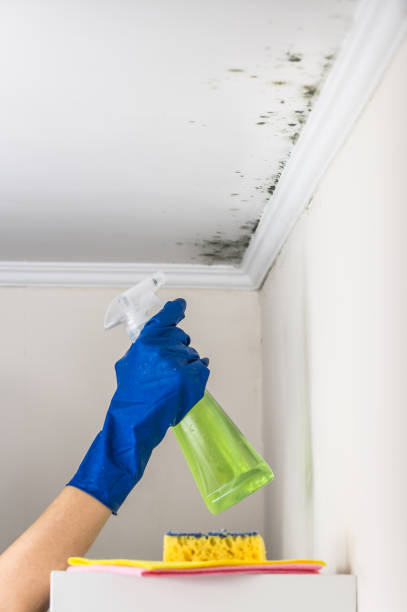 Best Attic Mold Removal  in Sherman, TX
