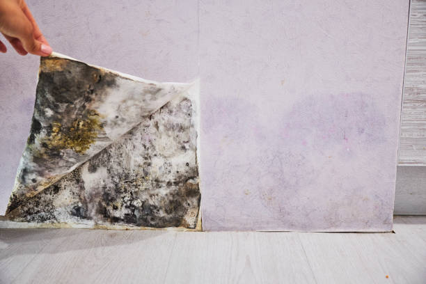 Best Attic Mold Removal  in Sherman, TX